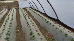 Теплицы для клубники