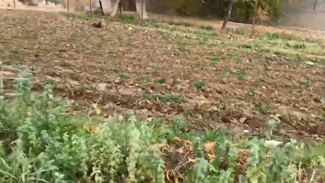 #falcon#охота#сокол Видео с охоты сокола смотреть онлайн