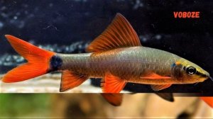 Лабео Зелёный рыбка аквариумная, совместимость, содержание, размножение в аквариуме.