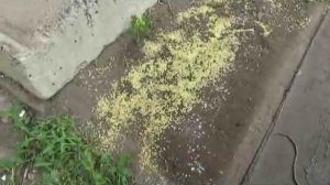 Чего боятся ЧЁРНЫЕ муравьи?