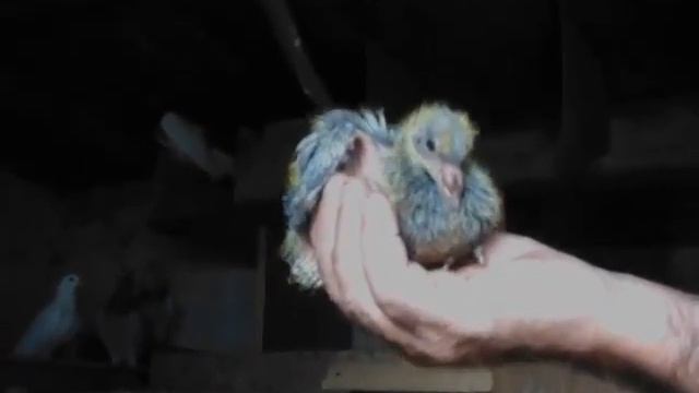 Птенец почтового голубя смотреть онлайн