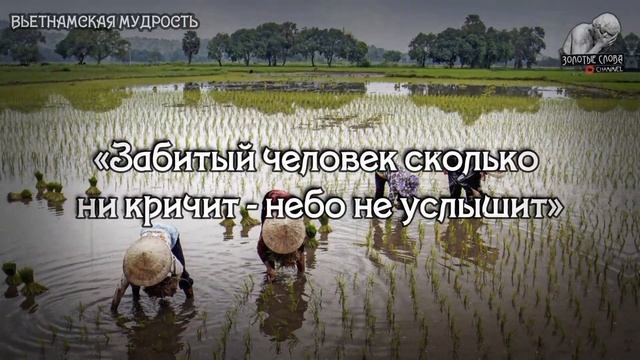 Вьетнамские пословицы и поговорки, цитаты, высказывания, мудрости жизни Вьетнама