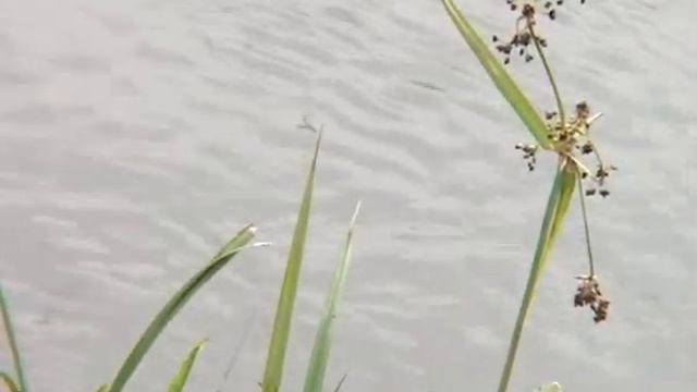 Река или канава? смотреть онлайн