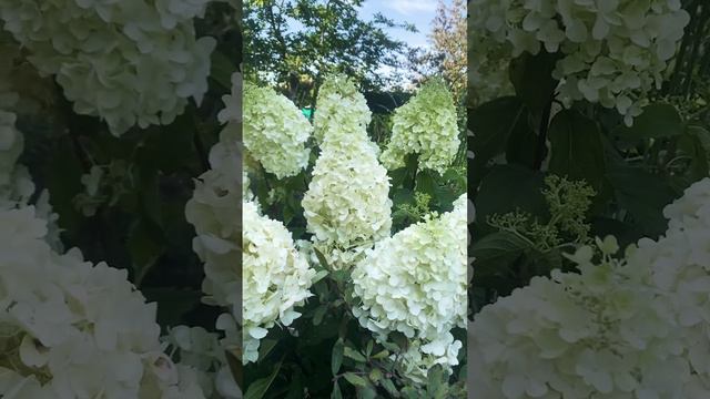 Lime Light #гортензии #гортензия #метельчатыегортензии #сад #обрезкагортензии #гортензииметельчатые смотреть онлайн