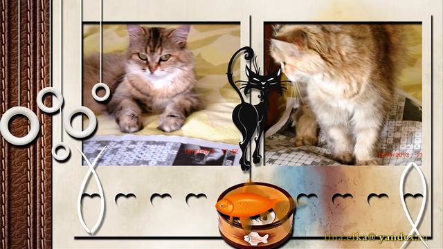 НАШИ ЛЮБИМЫЕ ЛОХМАТЫЕ ДРУЗЬЯ