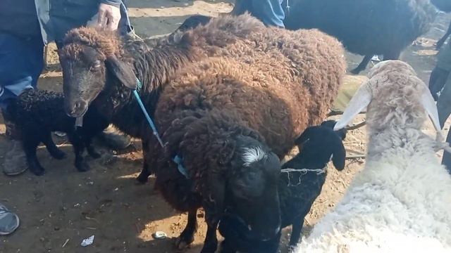 Бугун Базарда Козулар коп , Койлордун Нак Баалары ,Мал Базар 26.02.22 смотреть онлайн