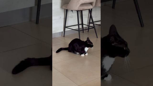 Ну коксик #зубарев #шутки #юморь#кот #косик смотреть онлайн