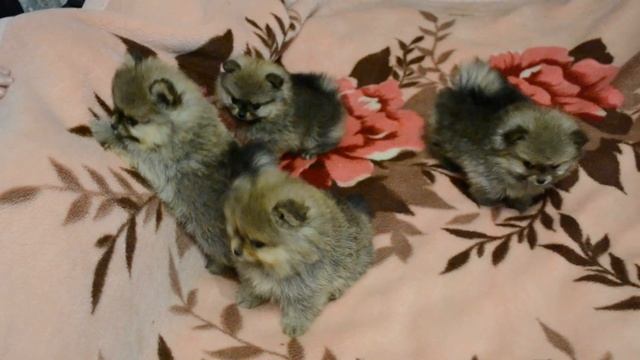 Щенки Померанского Цверг Шпица (Pomeranian Spitz-Dog) смотреть онлайн