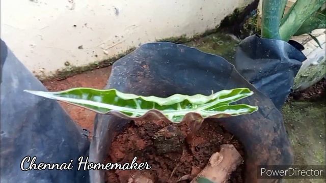 Alocasia Amazonica/Alocasia Propagation/How To Propagate Alocasia