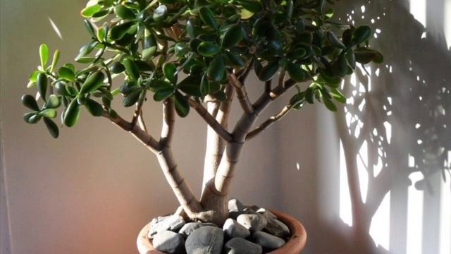 Денежное дерево | Толстянка | Krassula смотреть онлайн