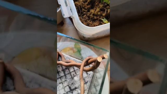 первый флорариум своими руками