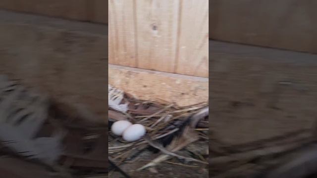 николаевские бабочки Тверской области смотреть онлайн