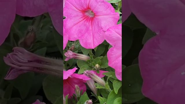 Петуния многоцветковая ИЗИ ВЭЙВ ПИНК ПЕЙШН смотреть онлайн