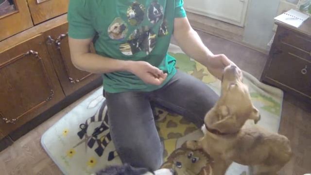 134. Как приучить щенка к ошейнику, приучаем щенка к ошейнику. Надеваем ошейник первый раз смотреть онлайн