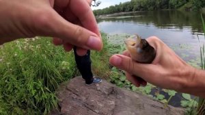 ВЕДРО ОКУНЯ за 3 часа на китайский силикон.Ловля окуня на отводной поводок