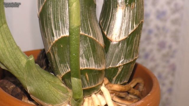 Орхидея Катасетум /Catasetum. Развитие нового роста, корней и цветоноса.