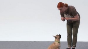 Дрессировка щенка: с чего начать? Команда "Ко мне".