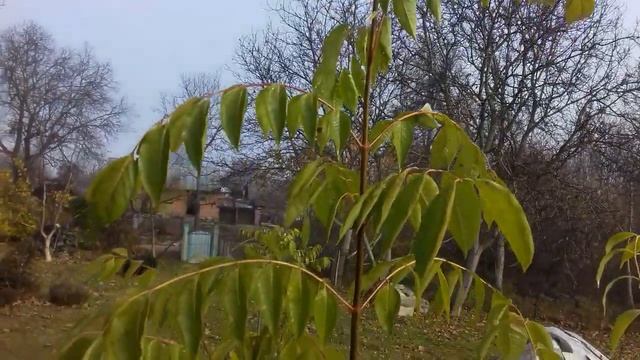 Цінний медонос. Еводія Даніеля, медове дерево. Tetradium daniellii. Як підготувати до зимівлі ? смотреть онлайн
