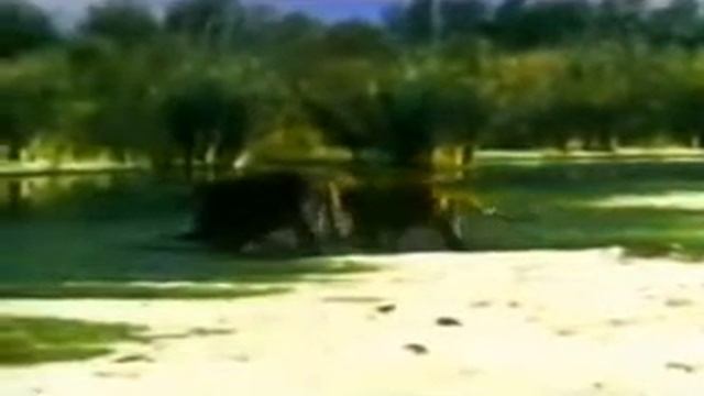 Что тебе надо медведь смотреть онлайн