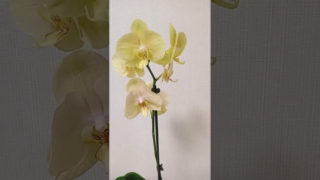 Как поживает орхидея Африканский закат/ Золотая река? смотреть онлайн