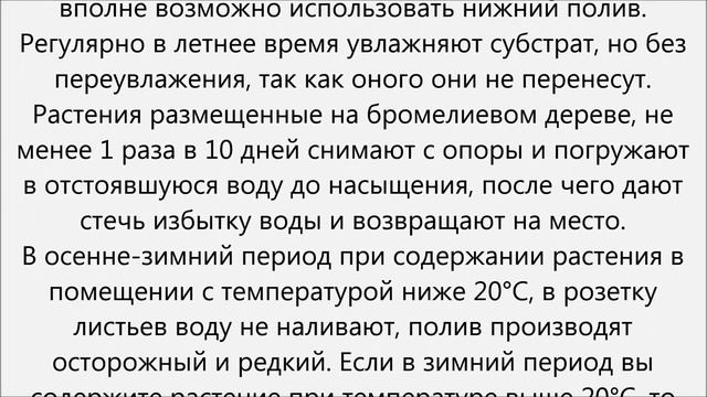 Бильбергия уход