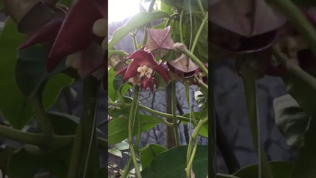 Hoya Imperialis Red Borneo