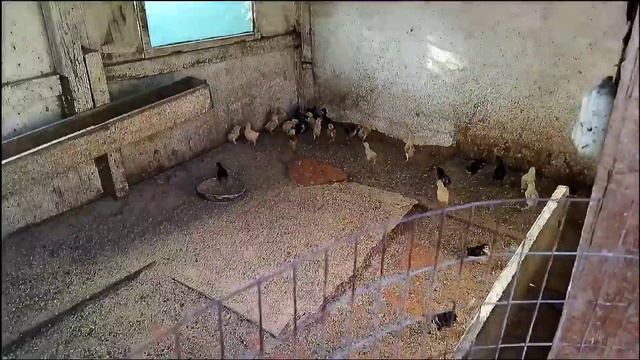Всем привет сегодня будем говорить и показывать цеплята и курей смотреть онлайн