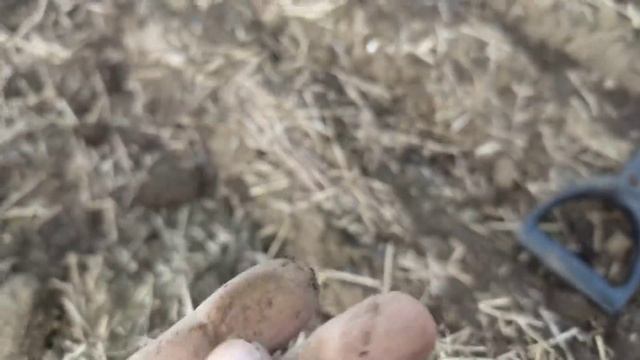 ПОИСК МОНЕТ НА ОГОРОДАХ. КОП 2022. НАХОДКИ С ФОРТУНА ПРО 2. смотреть онлайн