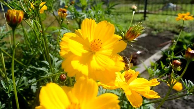 Космея желтая смотреть онлайн