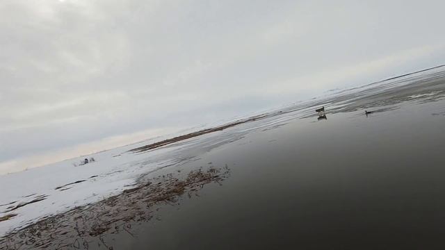 Охота на гусей, весна 2020. Goose hunting. Часть 2. Охота на Камчатке, Пенжина. Охота на севере. смотреть онлайн