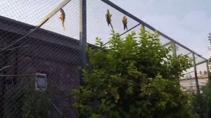 Дуои кушоиши кор.                  Молитва для благое дело