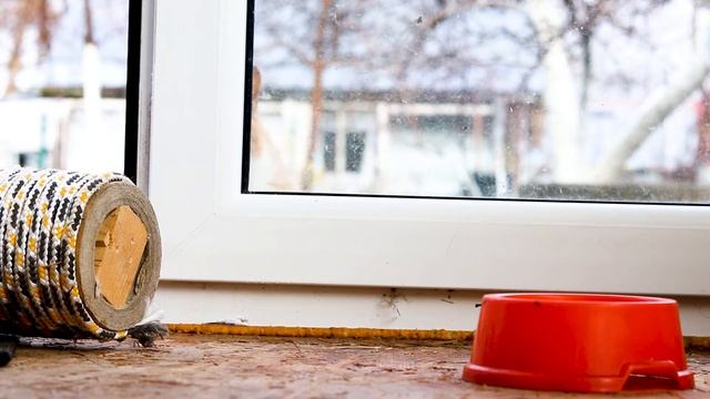 Zuza Cat - Just A Curious Ginger Cat Просто любопытный рыжий кот ただ好奇心旺盛な生姜猫    Ingwerkatze