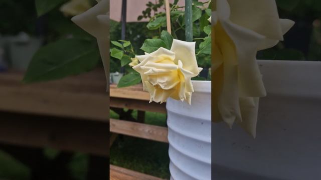 Maréchal Niel роза.