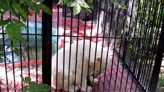 Любимый Ростик 27.08.17г.Новосибирский зоопарк смотреть онлайн