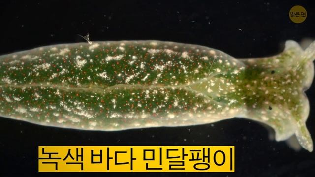 슈퍼영웅이 될 수 있는 초능력을 가진 12가지 동물 смотреть онлайн