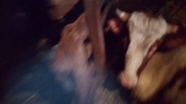 Сроки отела первотелки смотреть онлайн