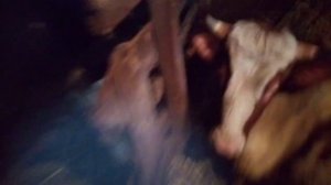 Сроки отела первотелки