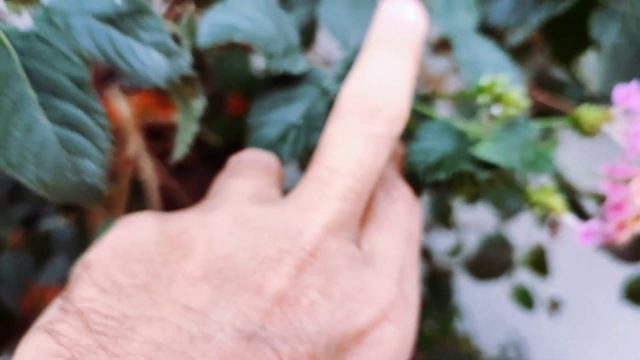 All about Lantana Camara cultivation and care смотреть онлайн