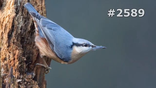 #2589. Поползни (В мире животных)