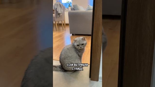 Почему нельзя гладить кошку грязными руками? #shorts #кот