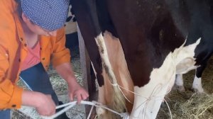 Для новичков о коровах/5 серия/ Если корова заболела, как ей помочь самому, как сделать уколы/