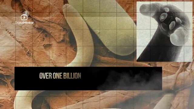 Почему лучше не есть свинину смотреть онлайн