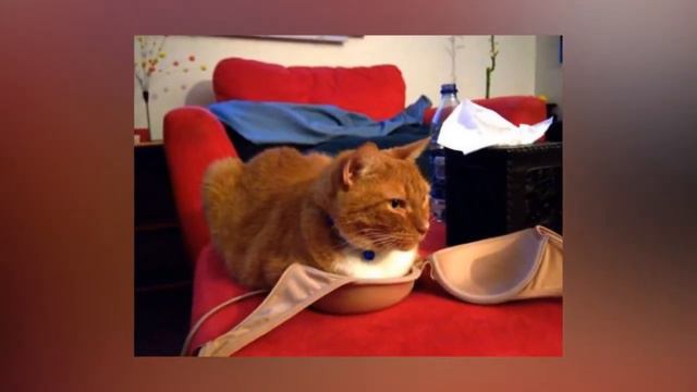 несколько примеров, когда кошки втискиваются, где им не место смотреть онлайн