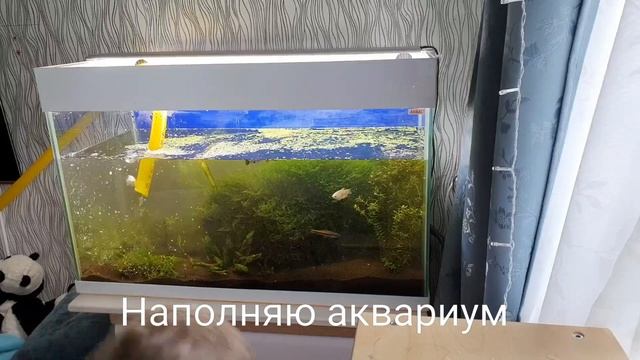 Перезапускать нельзя чистить! Новый фильтр Eheim experience 350. Чистка аквариума. смотреть онлайн