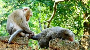 Sweet !! Taresa monkey come to grooming for big Bona monkey , ASMR Grooming