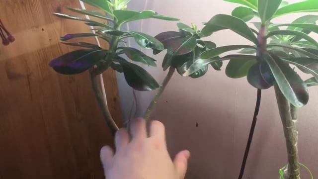 Впервые обрезала адениумы! смотреть онлайн