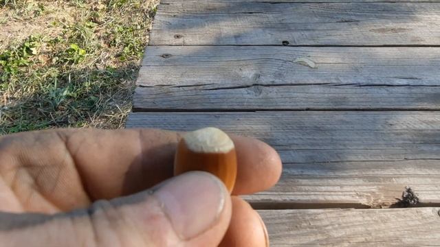 Фундук . Чудо Бельвильера , как оказалось . смотреть онлайн