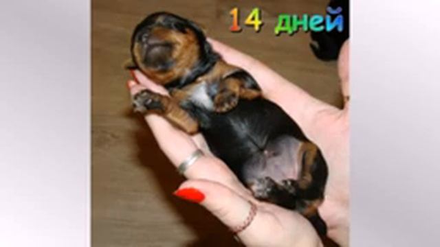 Как растёт щенок йорка с рождения до месяца. Щенок Йоркширского терьера. смотреть онлайн