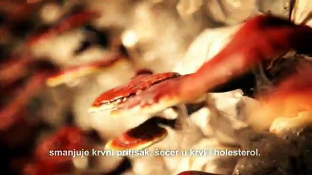 Ganoderma Lucidum medicinal mushroom on Serbian market from DXN company смотреть онлайн