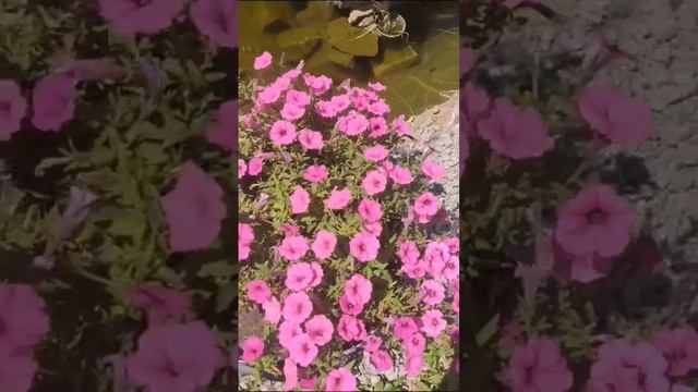 Петуния "Мини Виста"!!! Я в восторге👍 смотреть онлайн